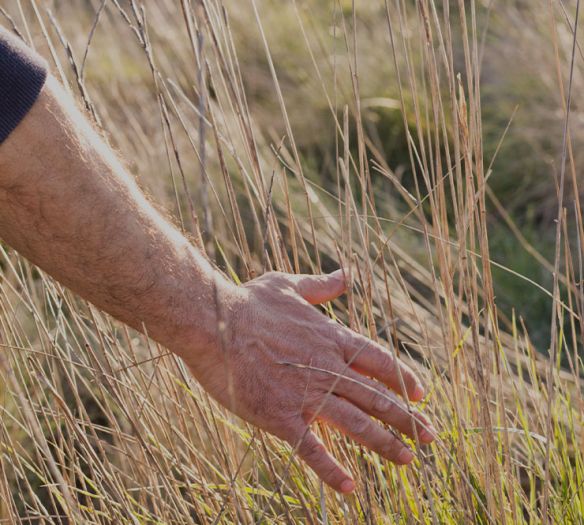 Arm und Hand eines Mannes streicht durch hohe trockene Gräser