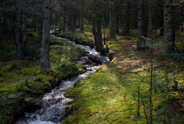 reißender Bach durch einen Wald, moosbedeckter Boden, alte Nadelbäume