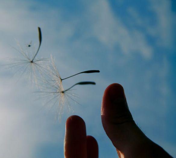 Blick in den blauen, leichtwolkigen Himmel, drei Finger einer Männerhand haben soeben drei große Pusteblume-Samen losgelassen, die nun in den Himmel fliegen